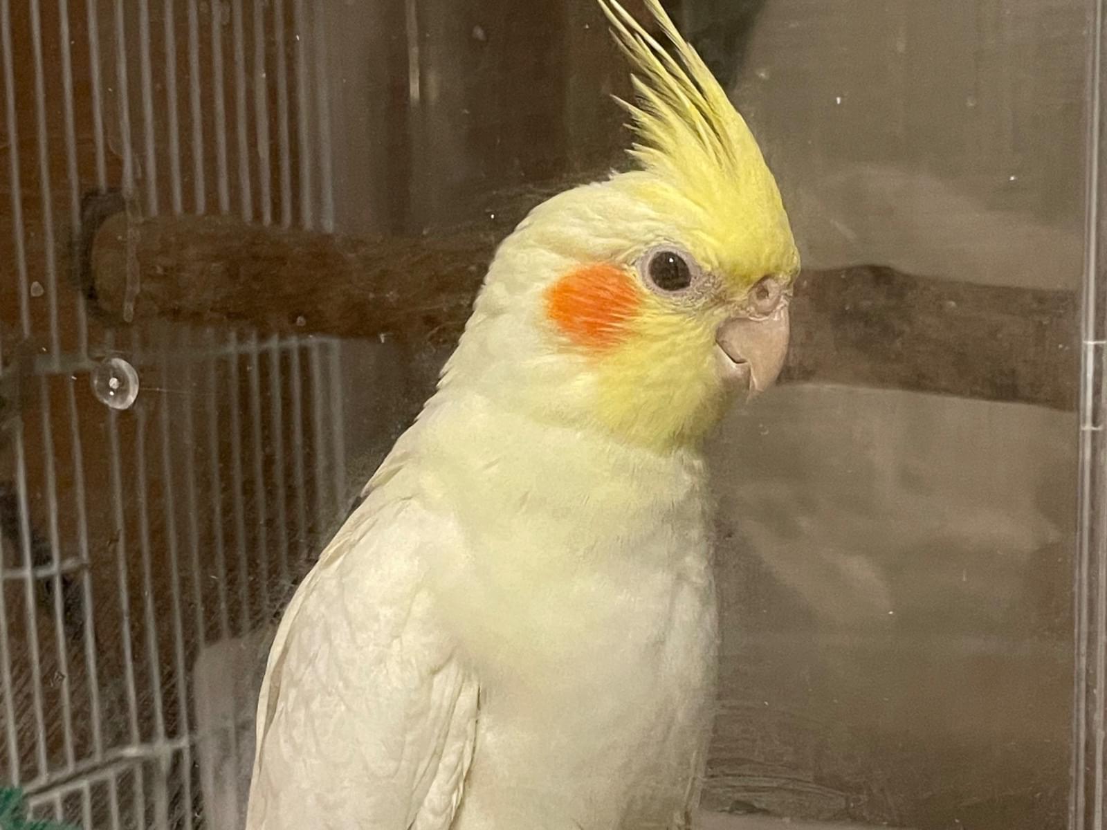 しろちゃん しろちゃん