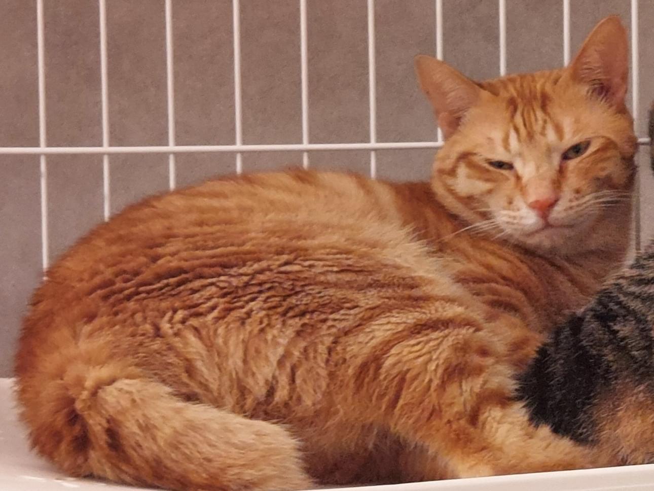 チロちゃん チロちゃん