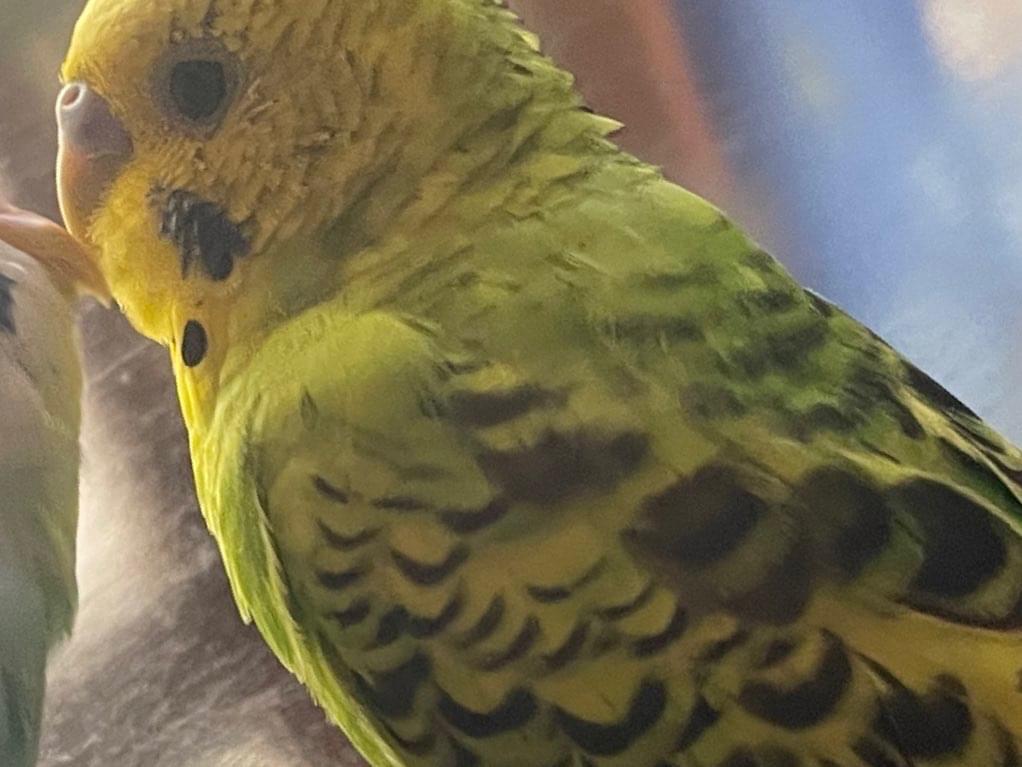 きぃちゃん きぃちゃん