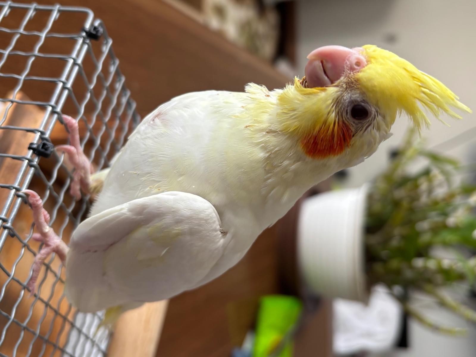 オカメインコのこだまちゃん オカメインコのこだまちゃん