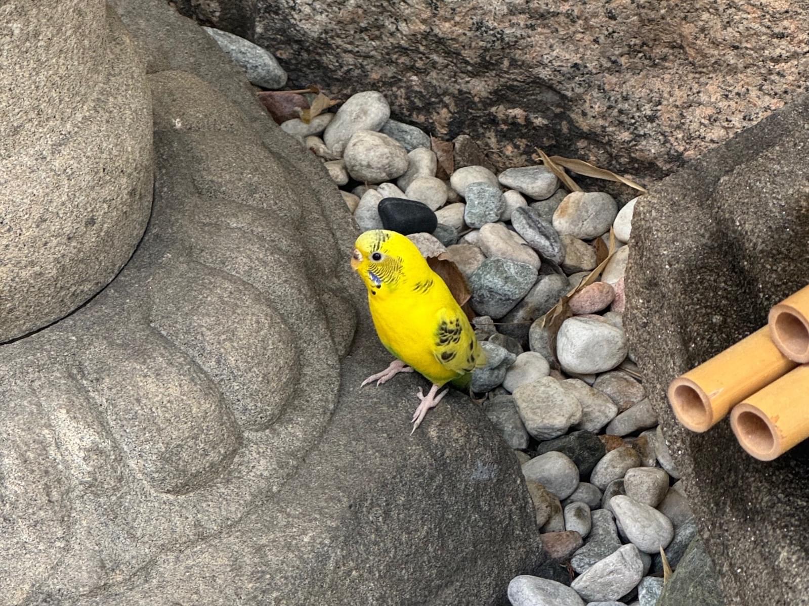 目撃された鳥 目撃された鳥