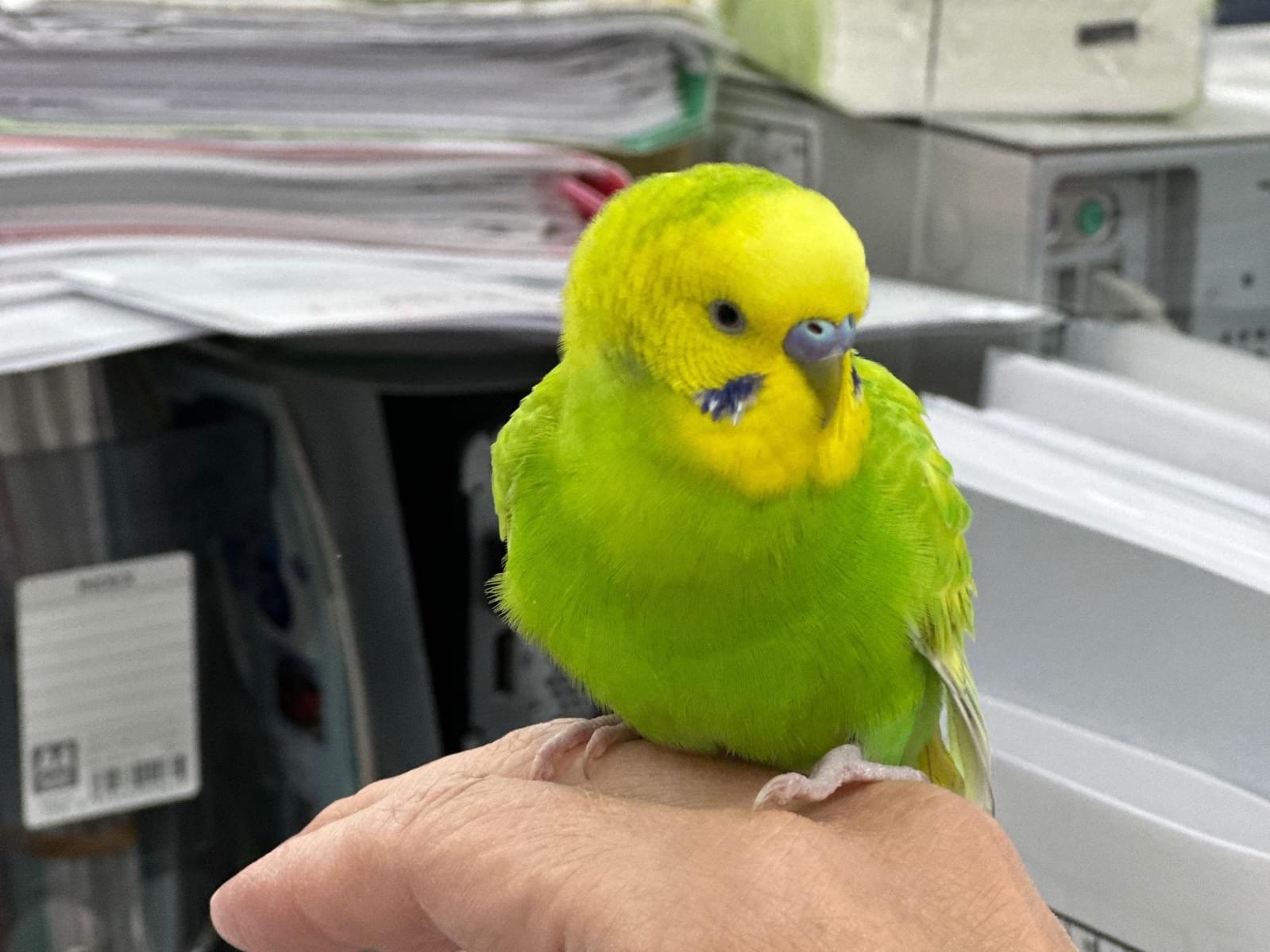 保護された鳥 保護された鳥