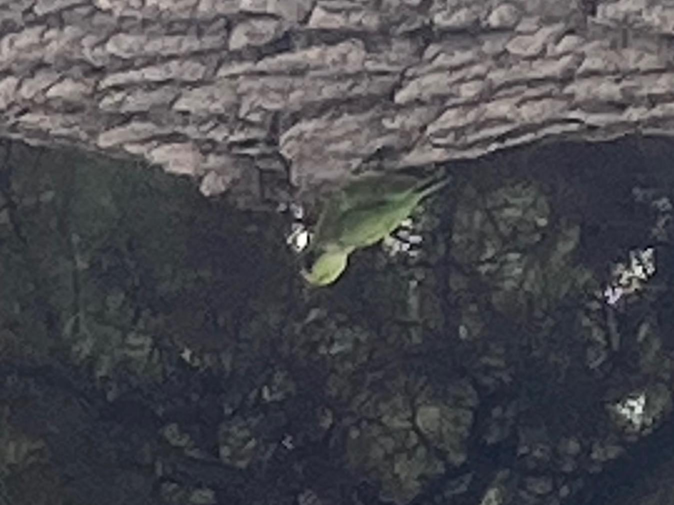 目撃された鳥 目撃された鳥