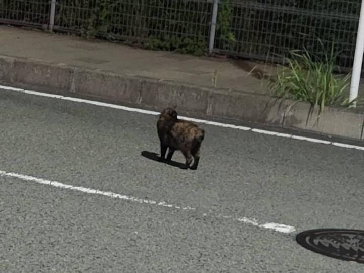 目撃された猫 目撃された猫