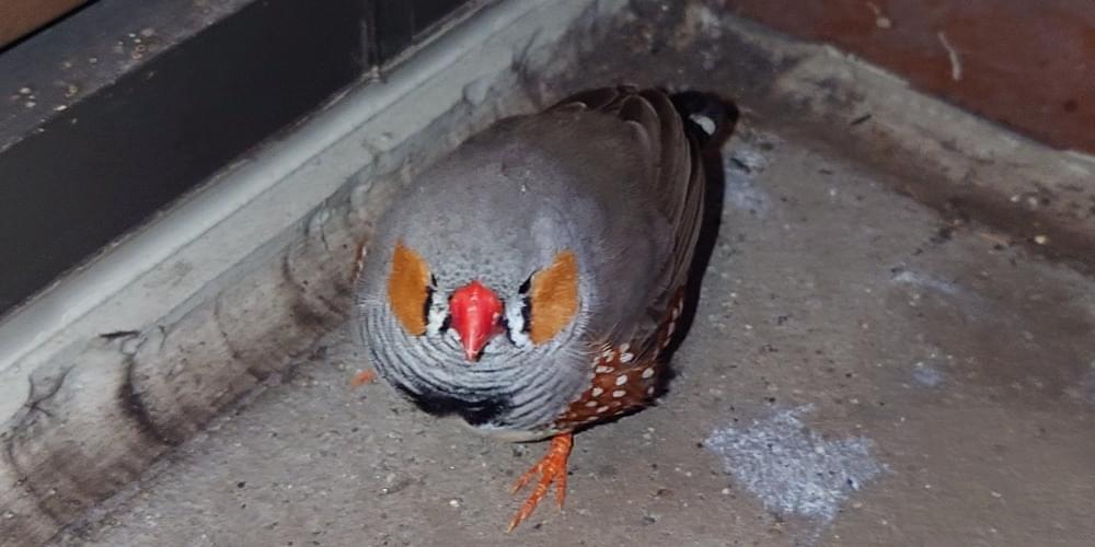 赤いくちばし、赤茶の頬、グレーの羽、キンカチョウ