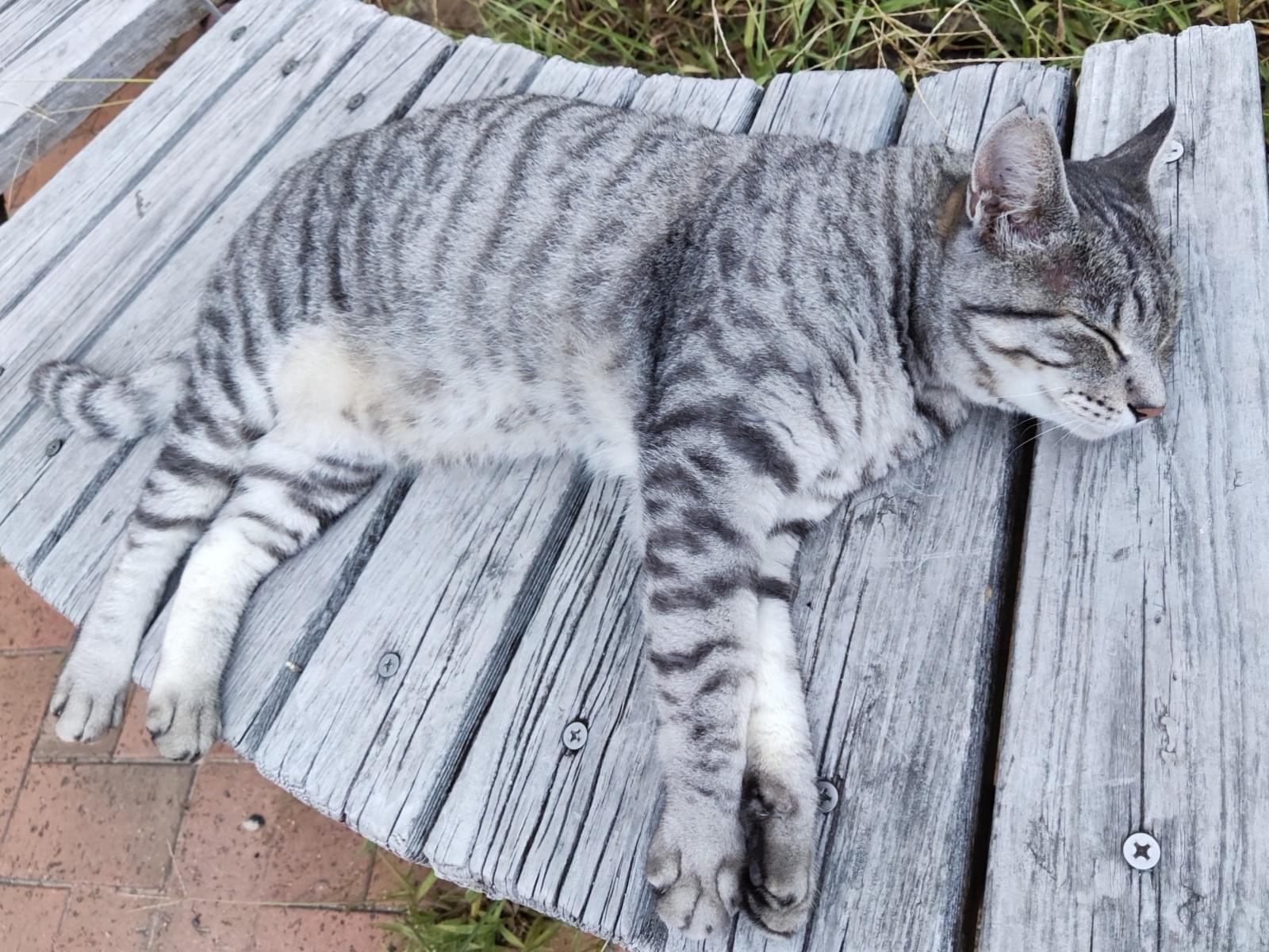 すずまるちゃん すずまるちゃん