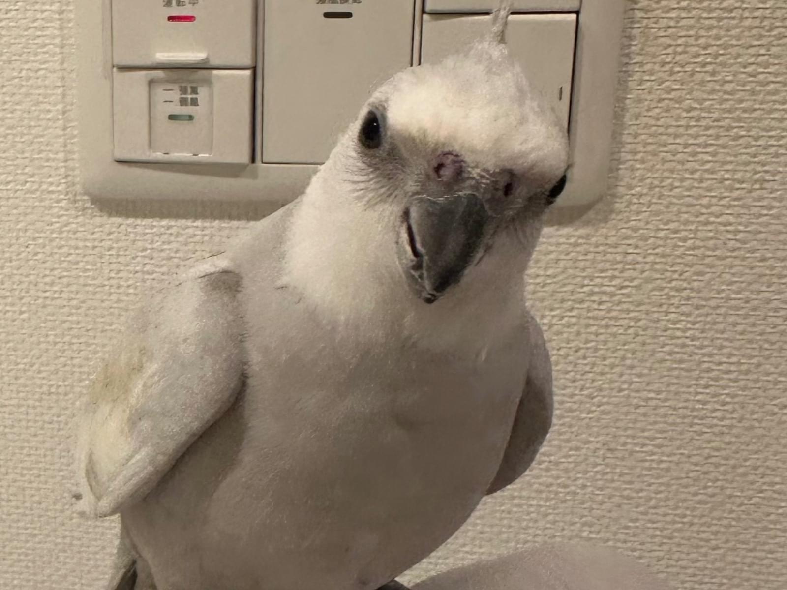 シモンちゃん シモンちゃん