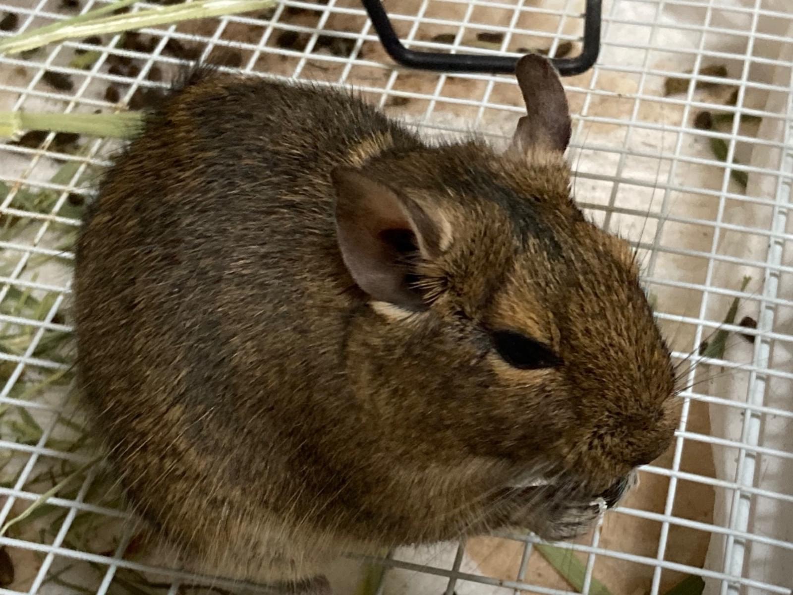 保護されたペット 保護されたペット