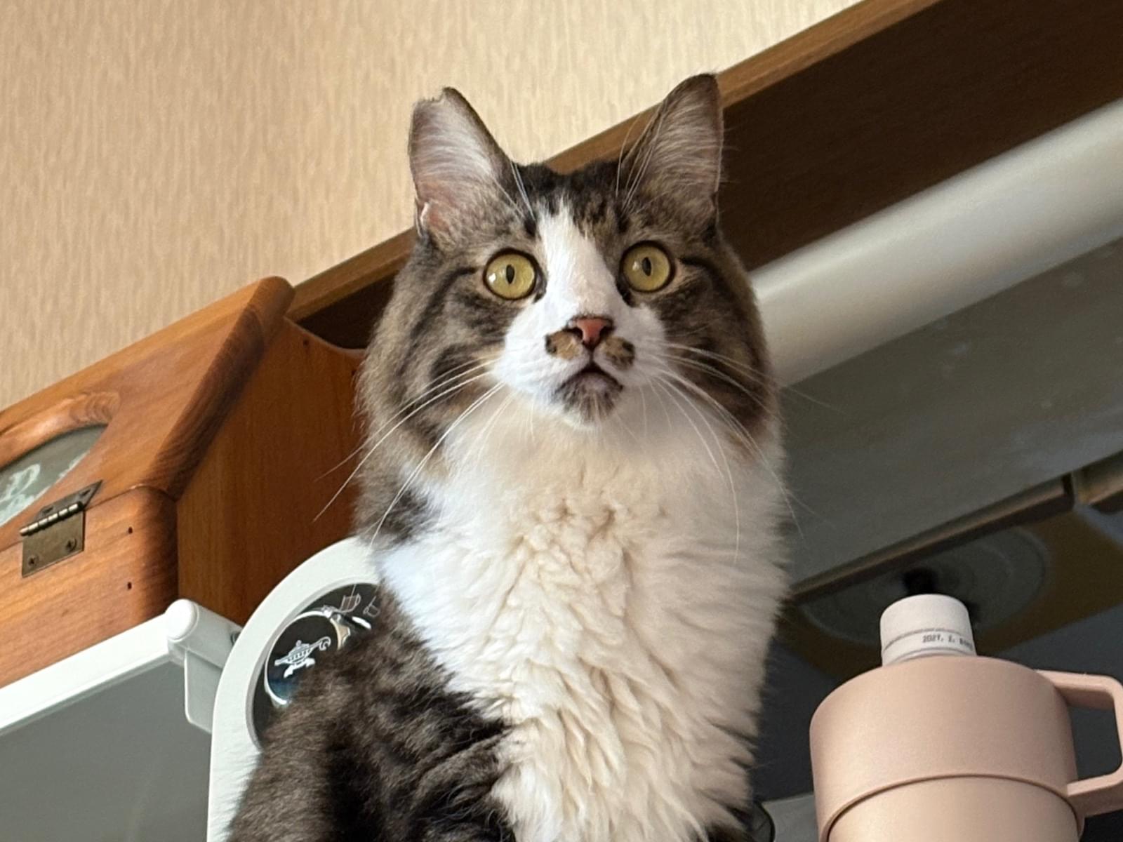 うなぎちゃん うなぎちゃん