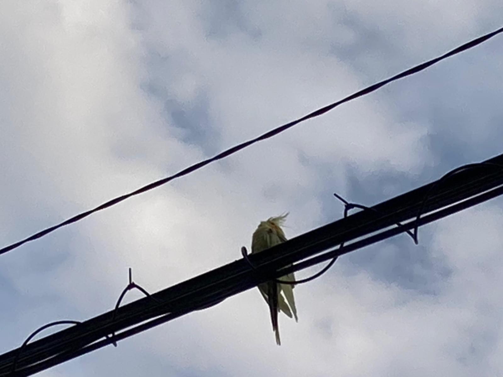 目撃された鳥 目撃された鳥