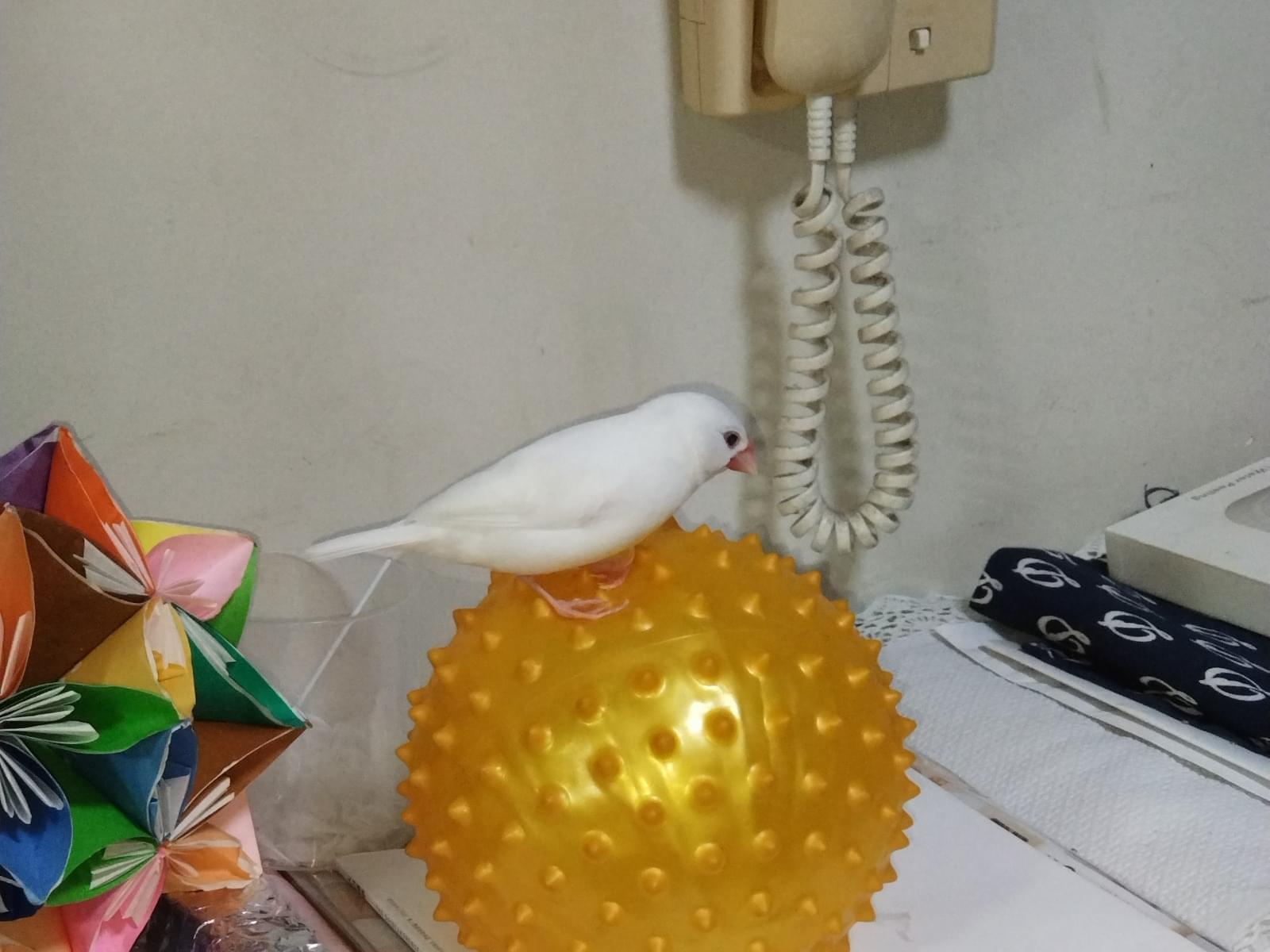 白文鳥ぴーちゃん 白文鳥ぴーちゃん