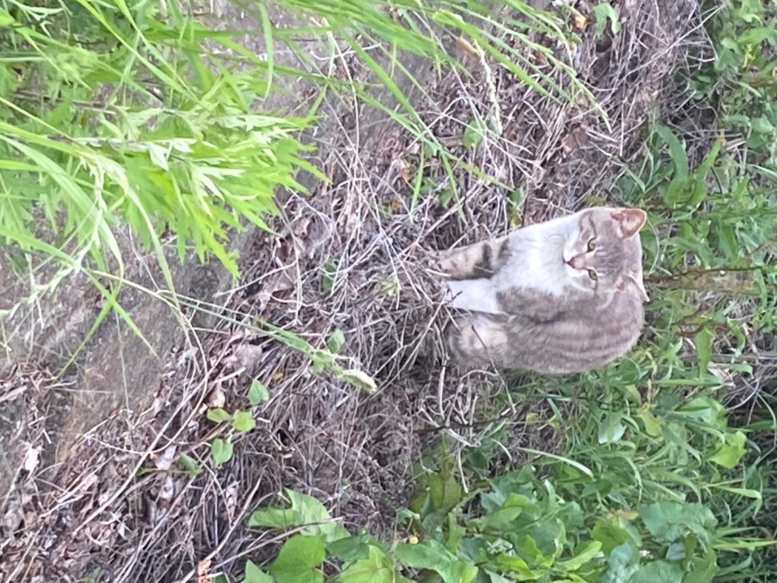 目撃された猫 目撃された猫