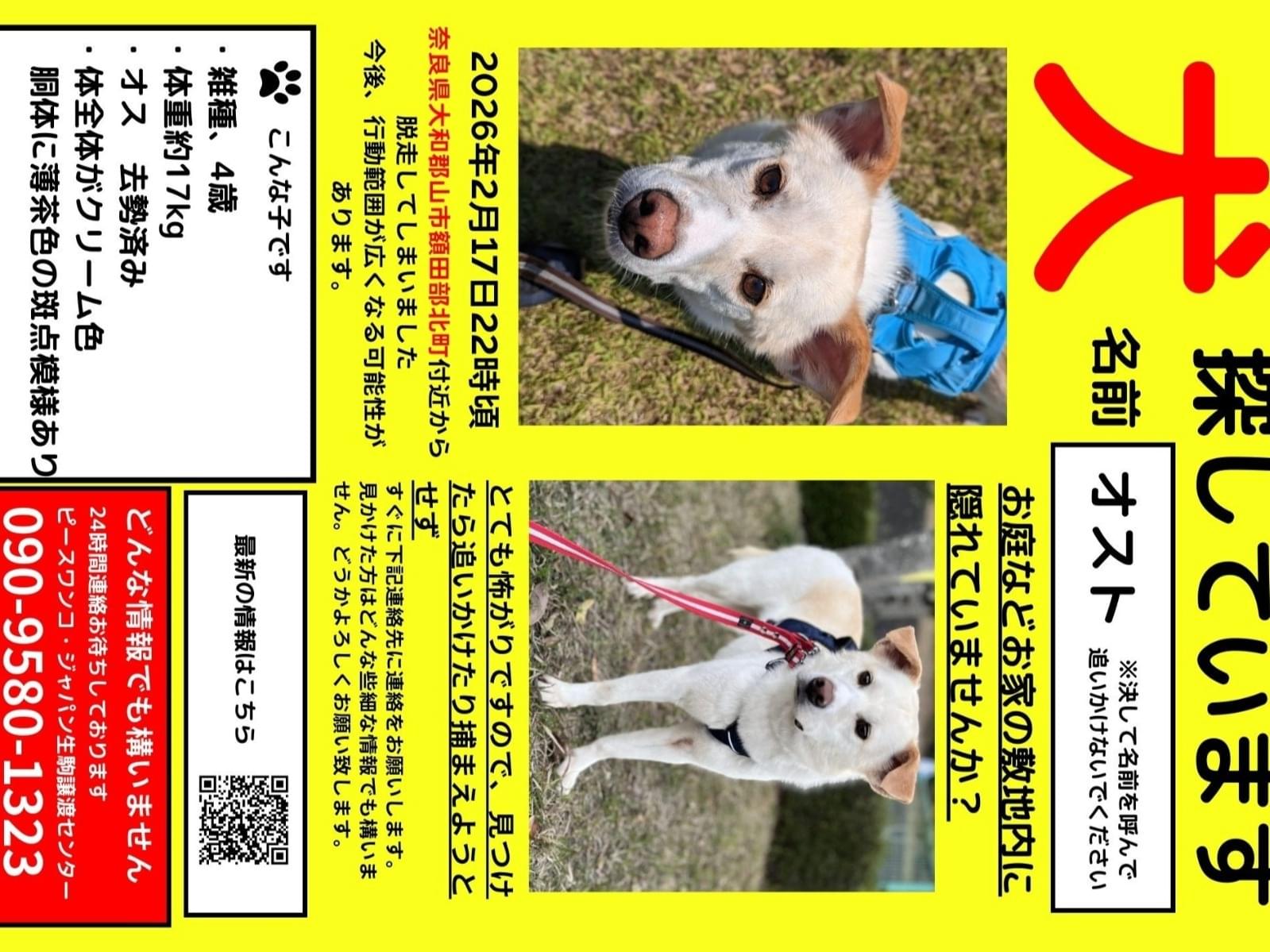 保護された犬 保護された犬
