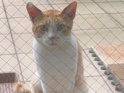 目撃された猫