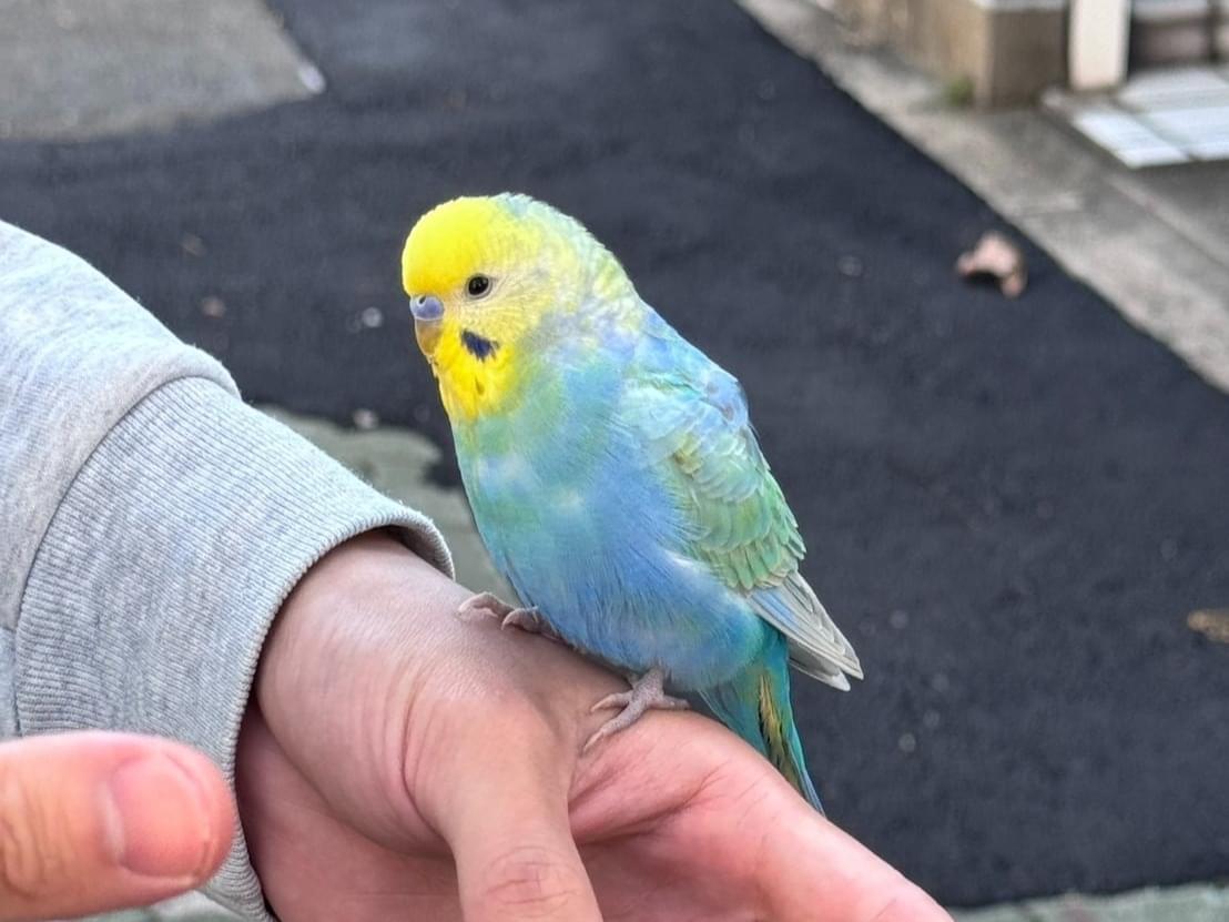 保護された鳥 保護された鳥