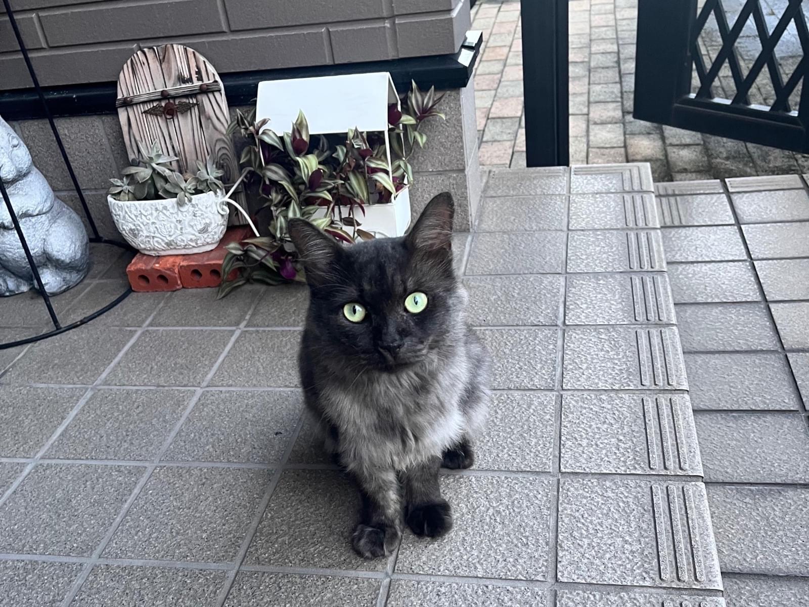 目撃された猫 目撃された猫