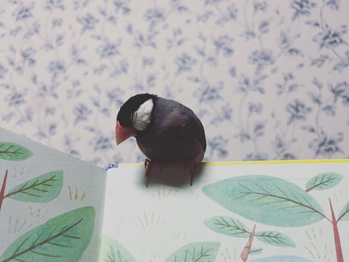 ケーキちゃん ケーキちゃん