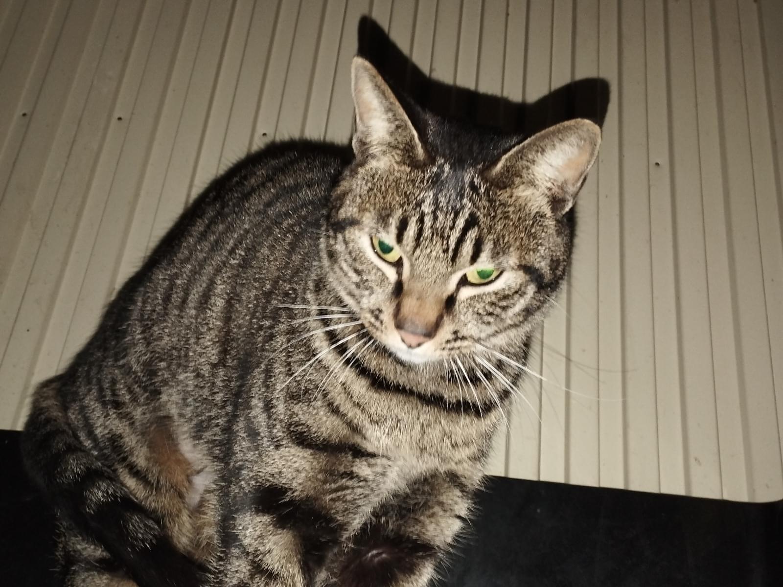 保護された猫 保護された猫