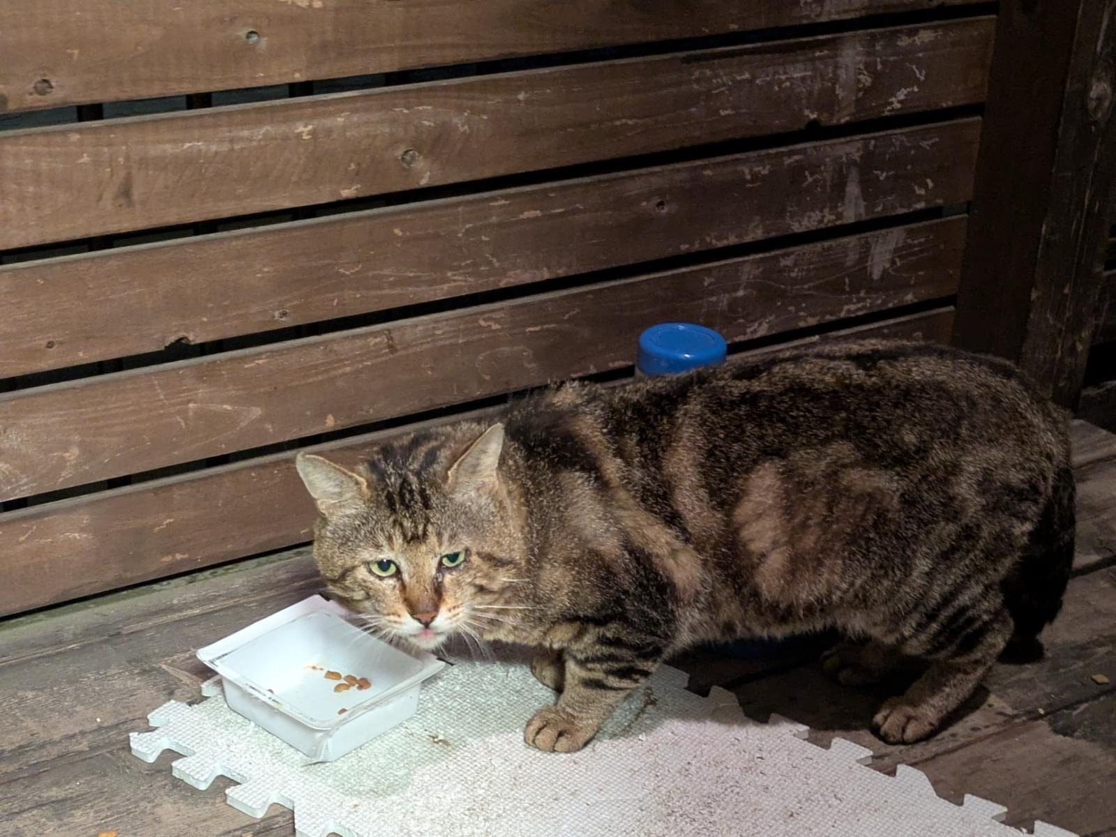 目撃された猫 目撃された猫