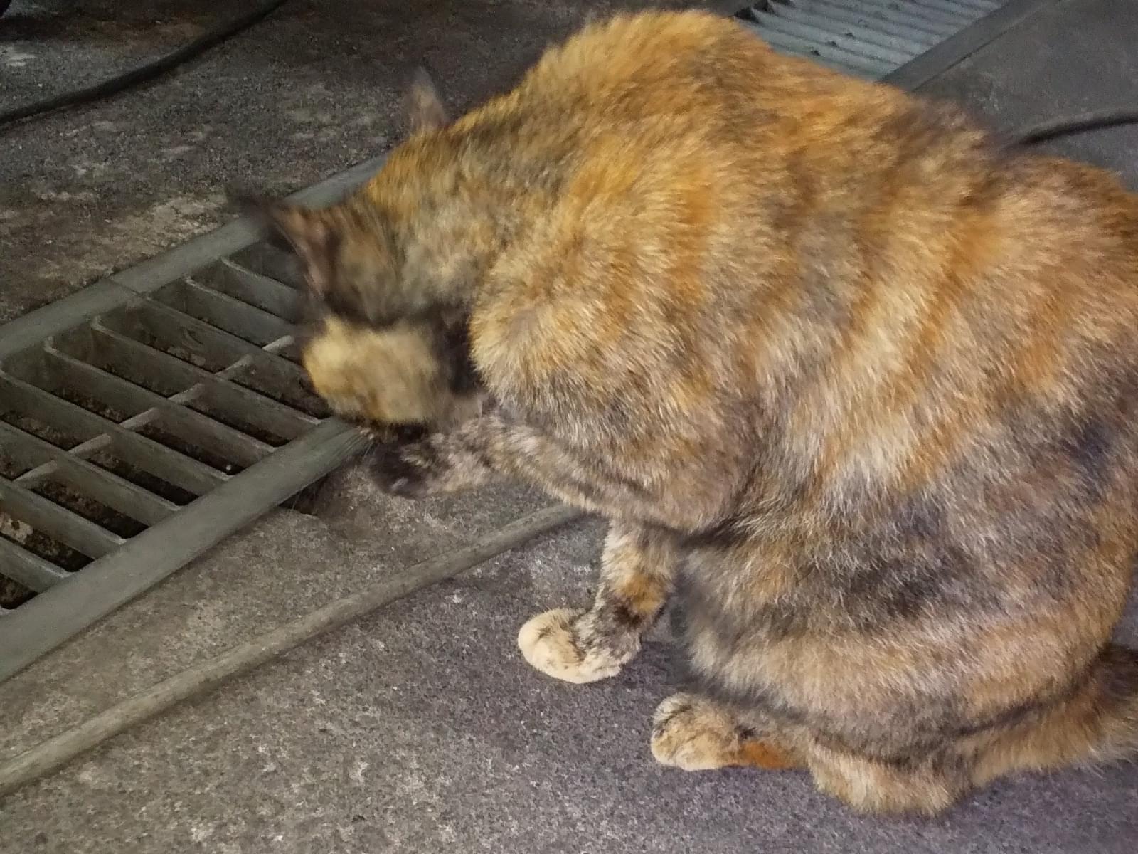 ちゃ〜ちゃん