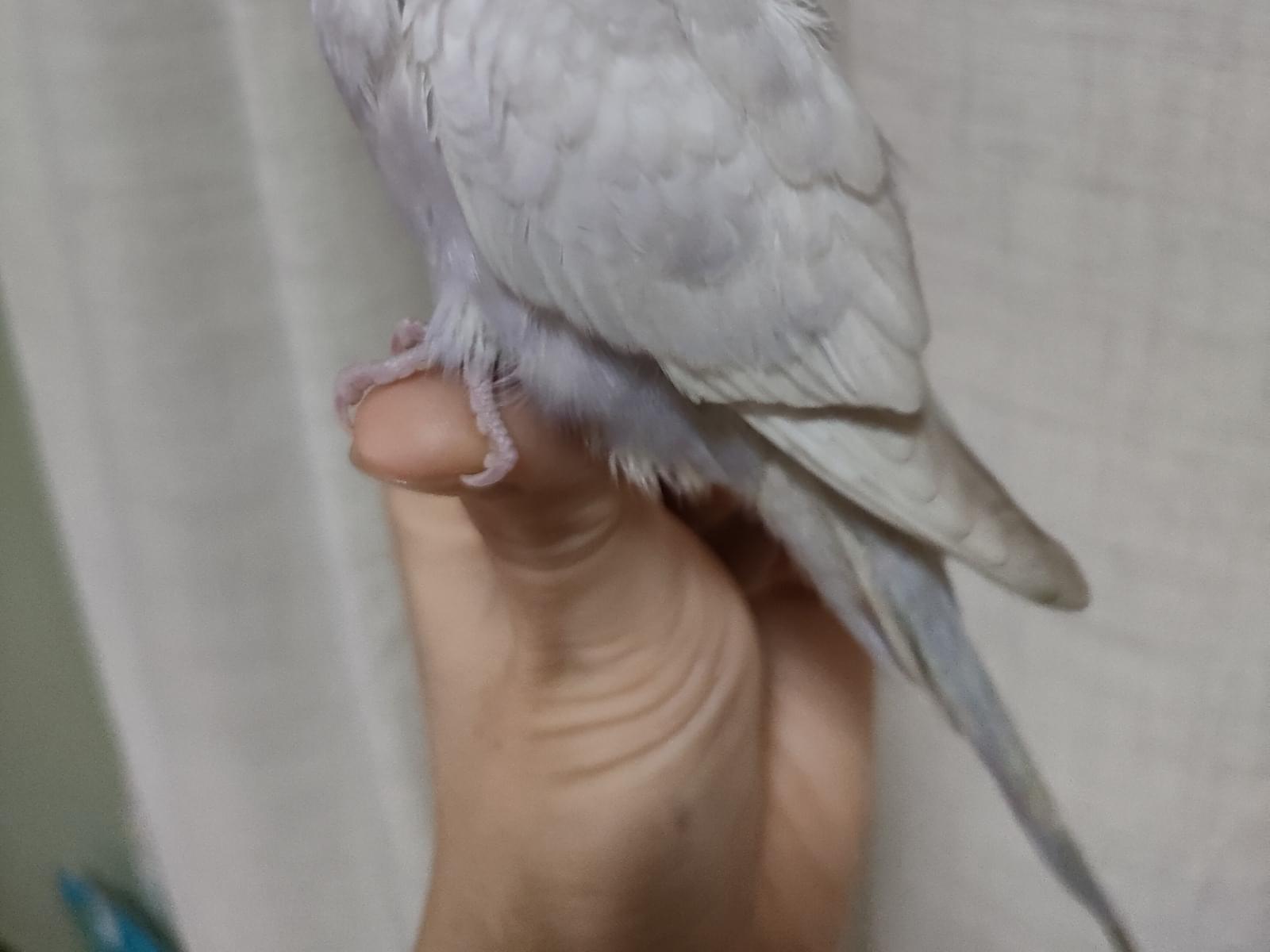 保護された鳥 保護された鳥