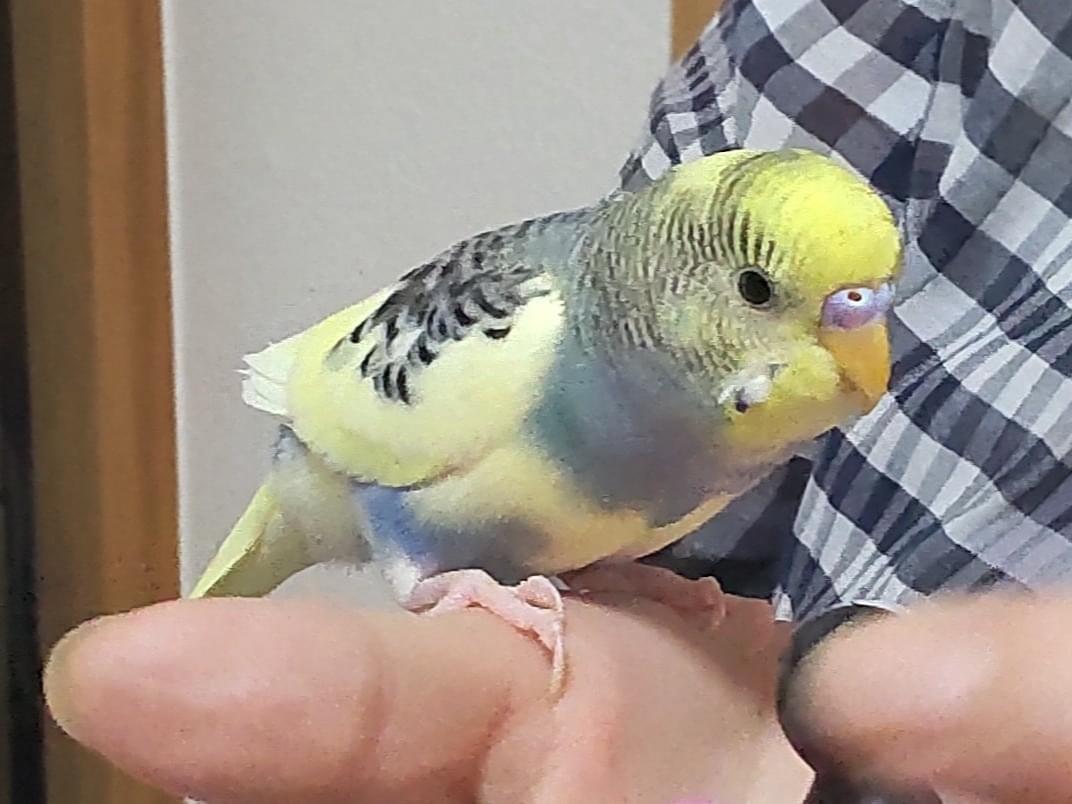 ピーちゃん ピーちゃん
