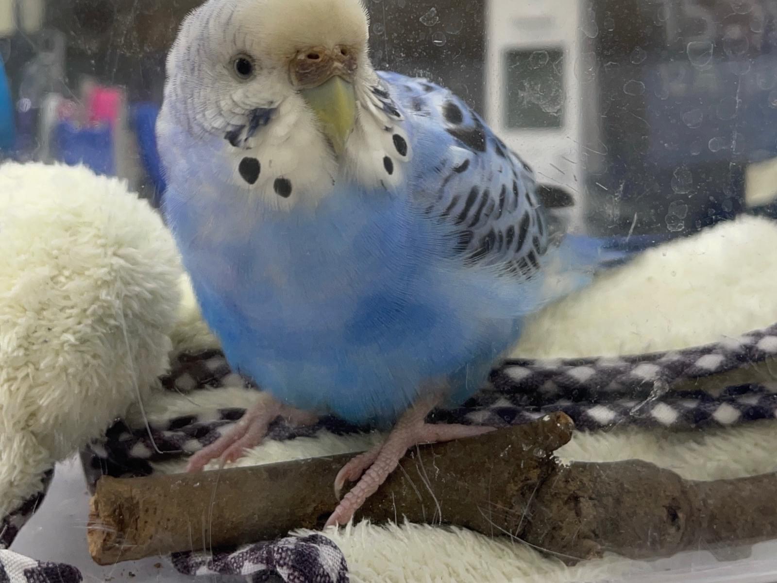 保護された鳥 保護された鳥