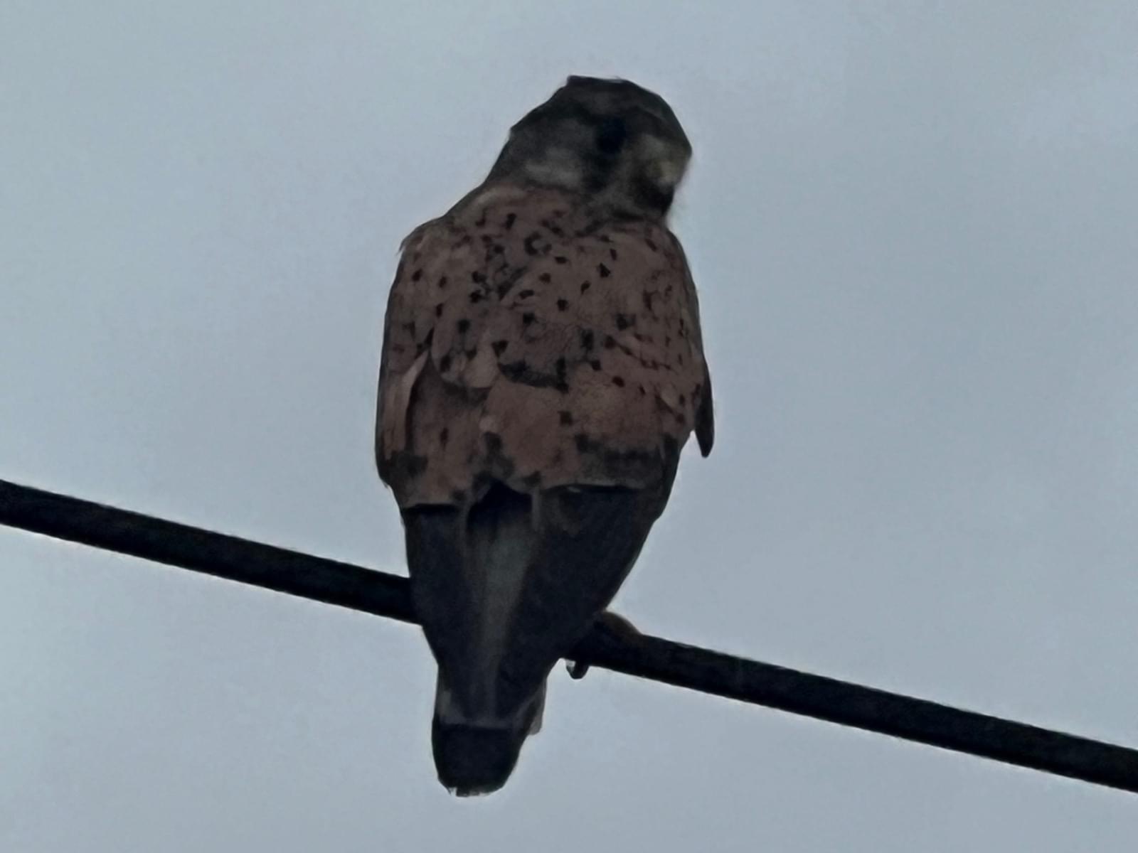 目撃された鳥 目撃された鳥