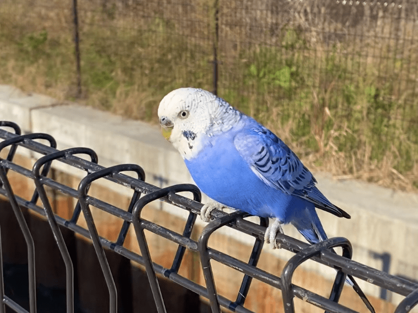 目撃された鳥 目撃された鳥
