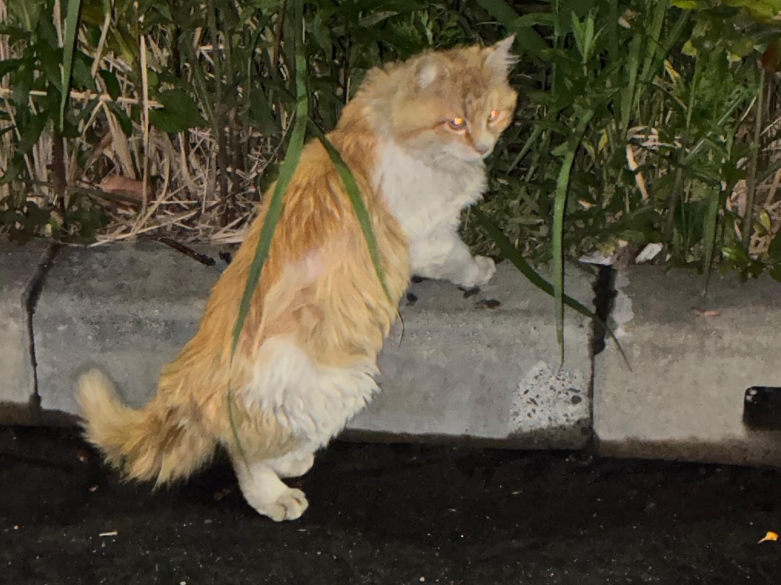 目撃された猫