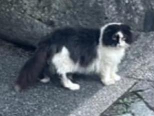 目撃された猫 目撃された猫