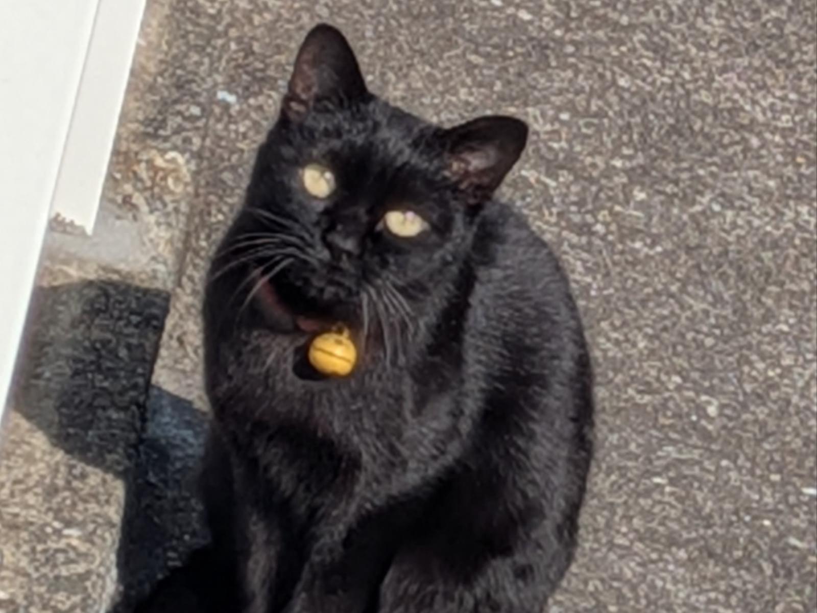 保護された猫 保護された猫