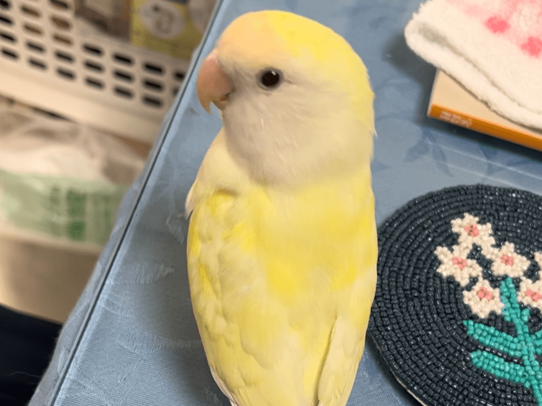 ペコちゃん ペコちゃん