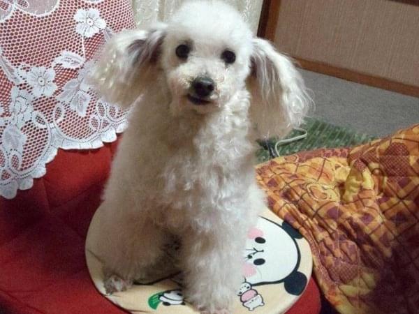 ココアちゃん ココアちゃん