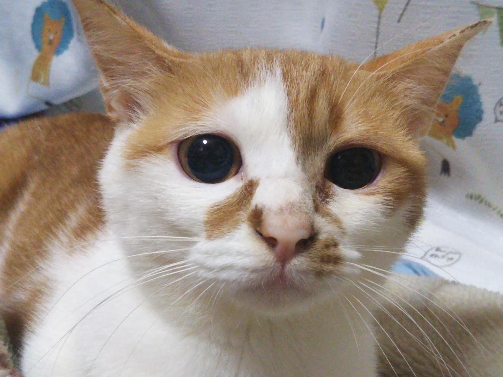 ポコちゃん ポコちゃん