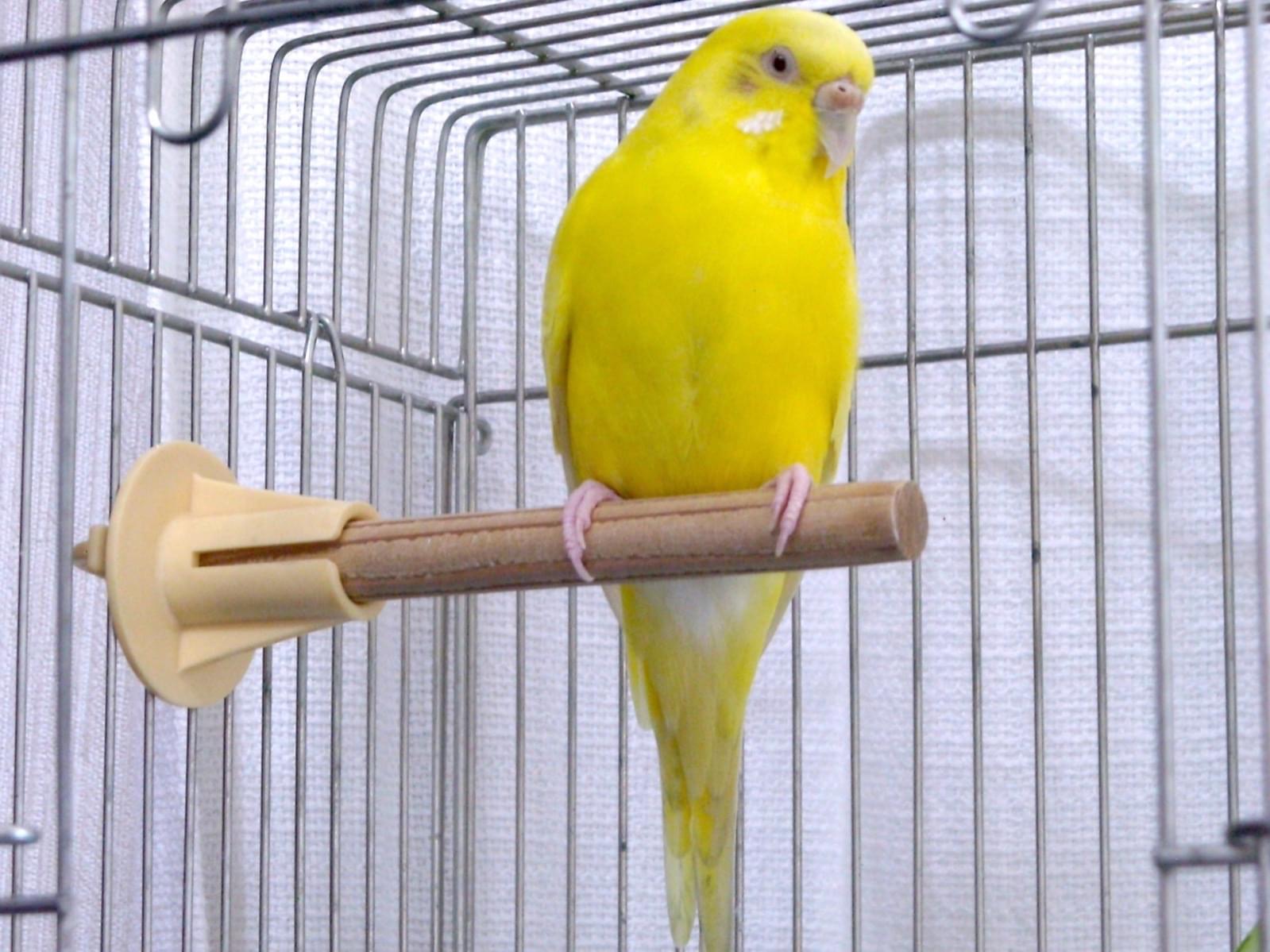 保護された鳥 保護された鳥