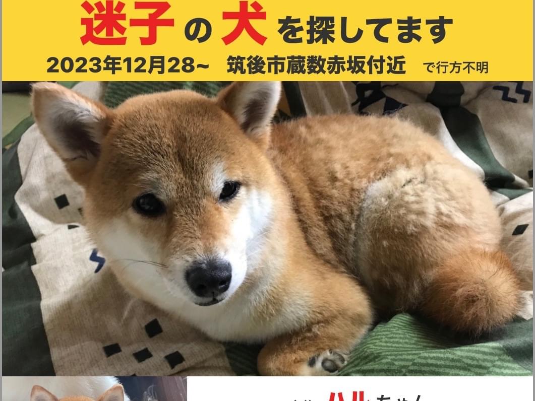 ハルちゃん ハルちゃん
