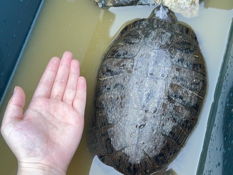 保護されたペット 保護されたペット
