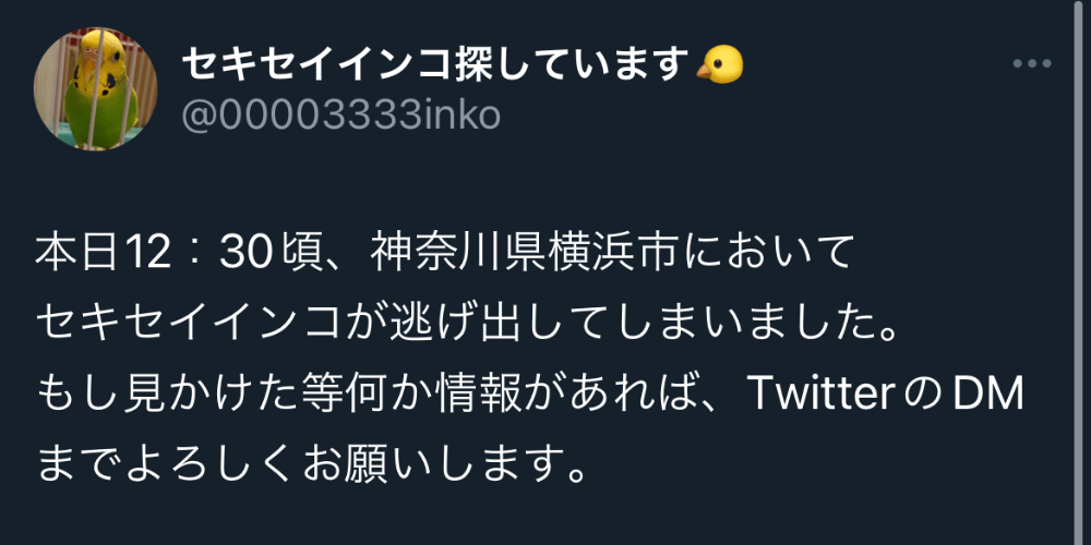 セキセイインコが逃げてしまいました。