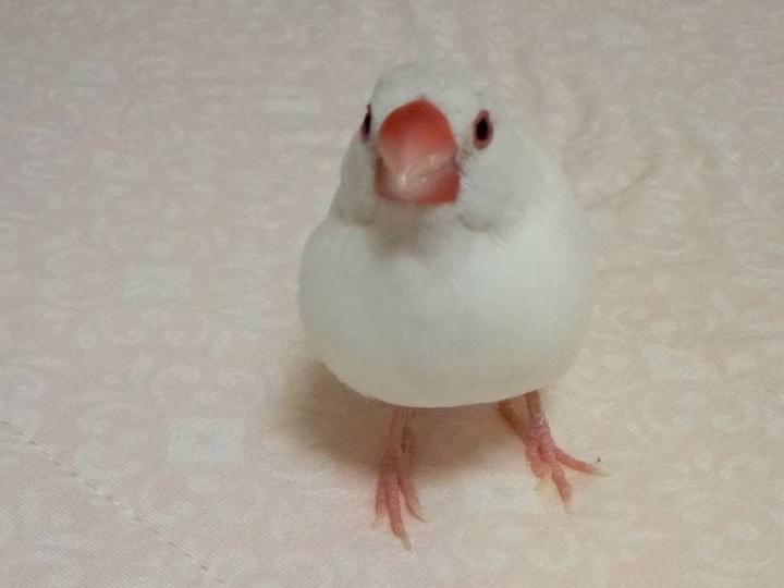 しろちゃん しろちゃん