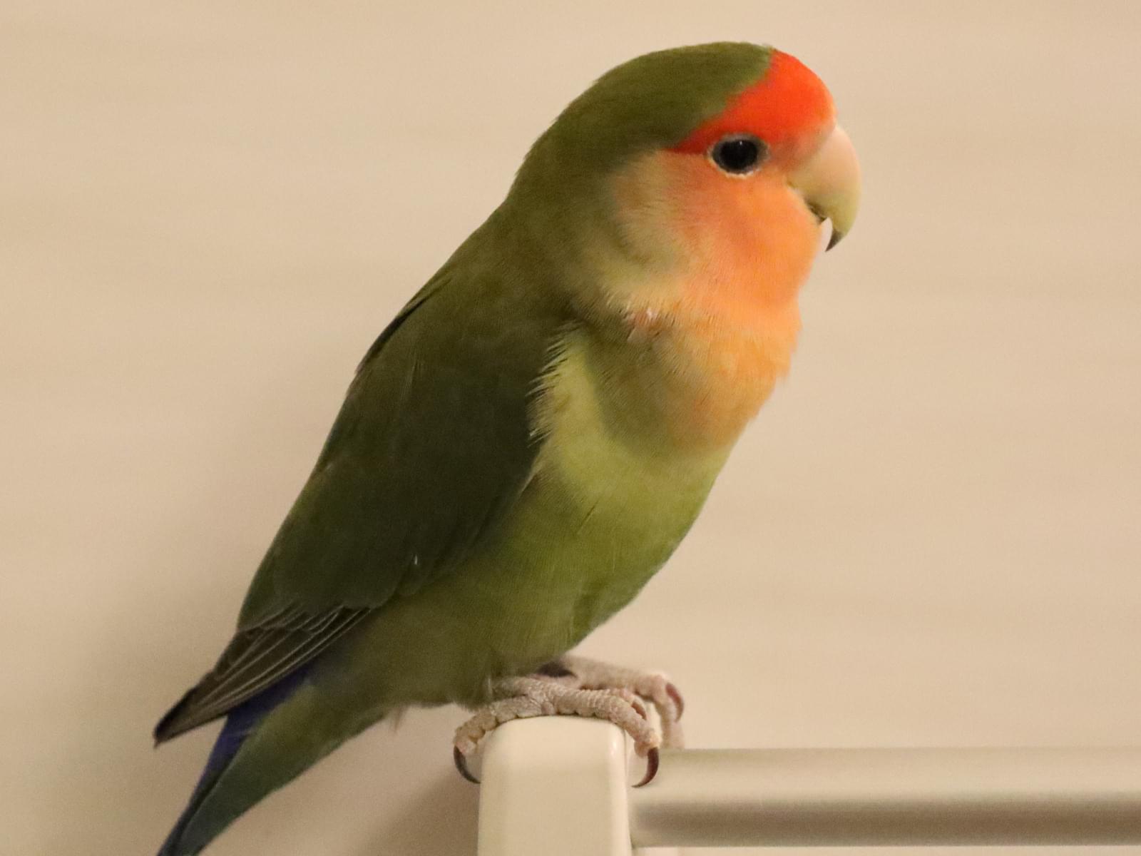 ぐぐちゃん ぐぐちゃん