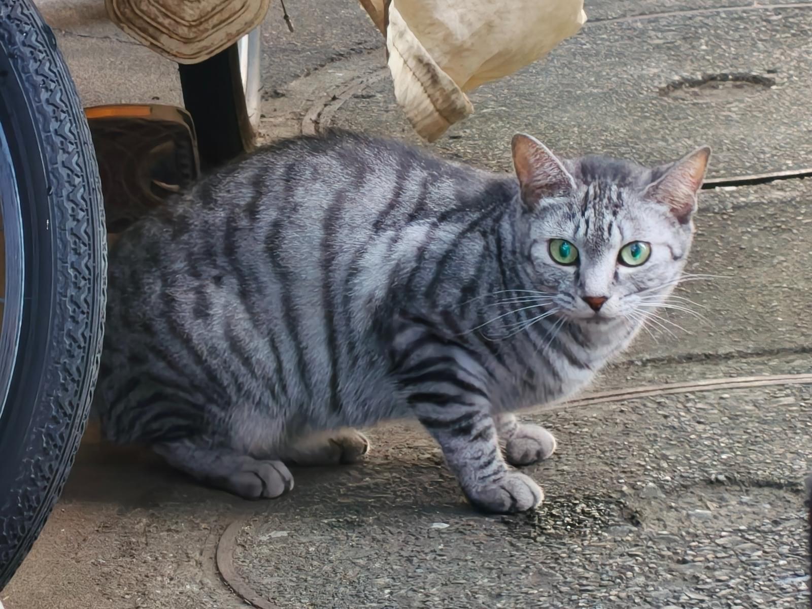 目撃された猫