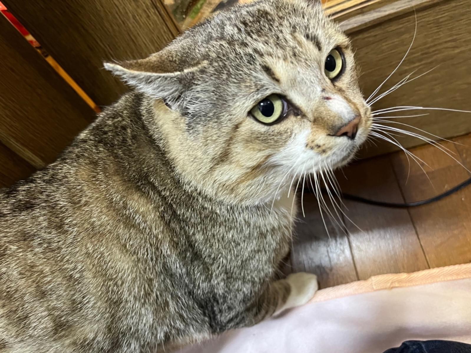 保護された猫 保護された猫