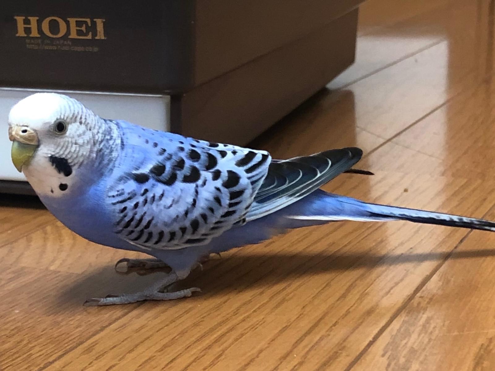 ぴーちゃん ぴーちゃん
