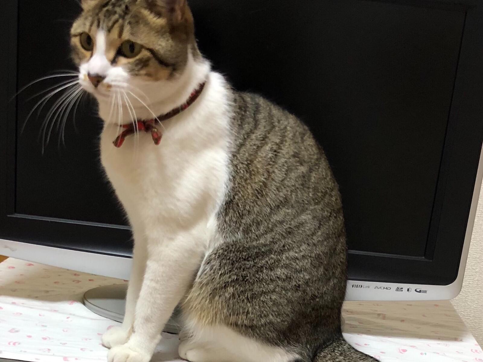 マロちゃん マロちゃん