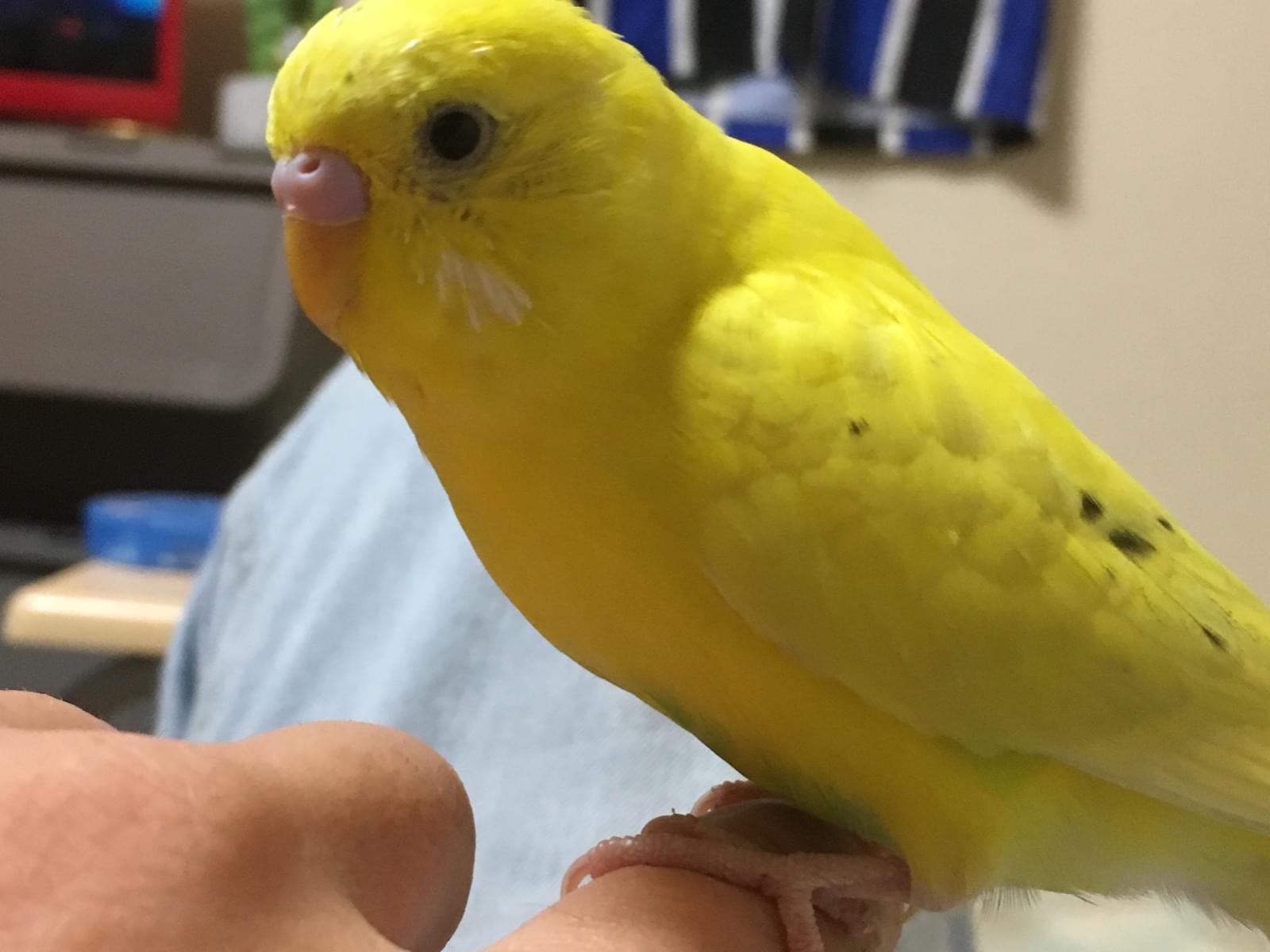 きいちゃん きいちゃん
