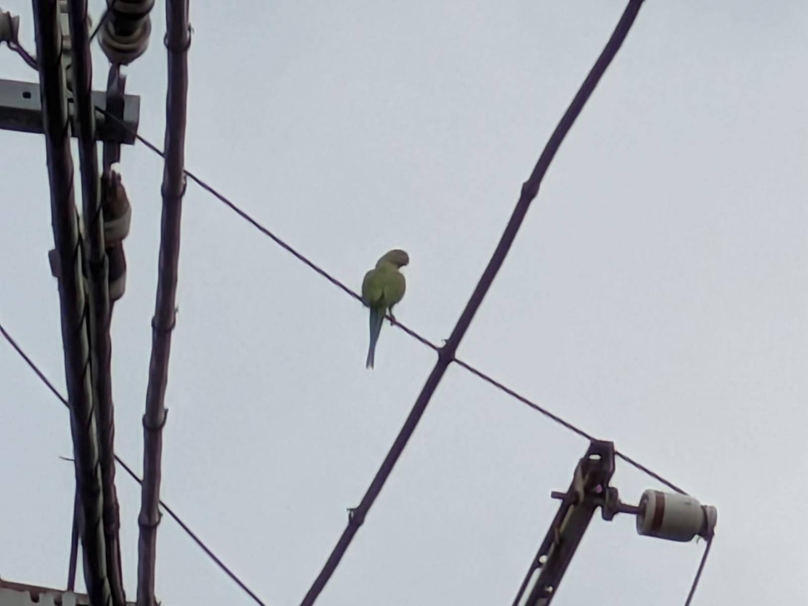 目撃された鳥