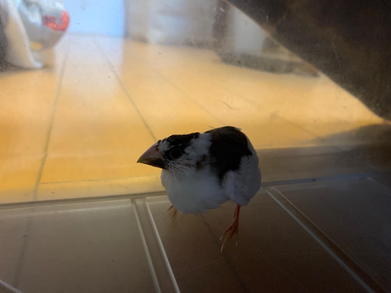保護された鳥 保護された鳥