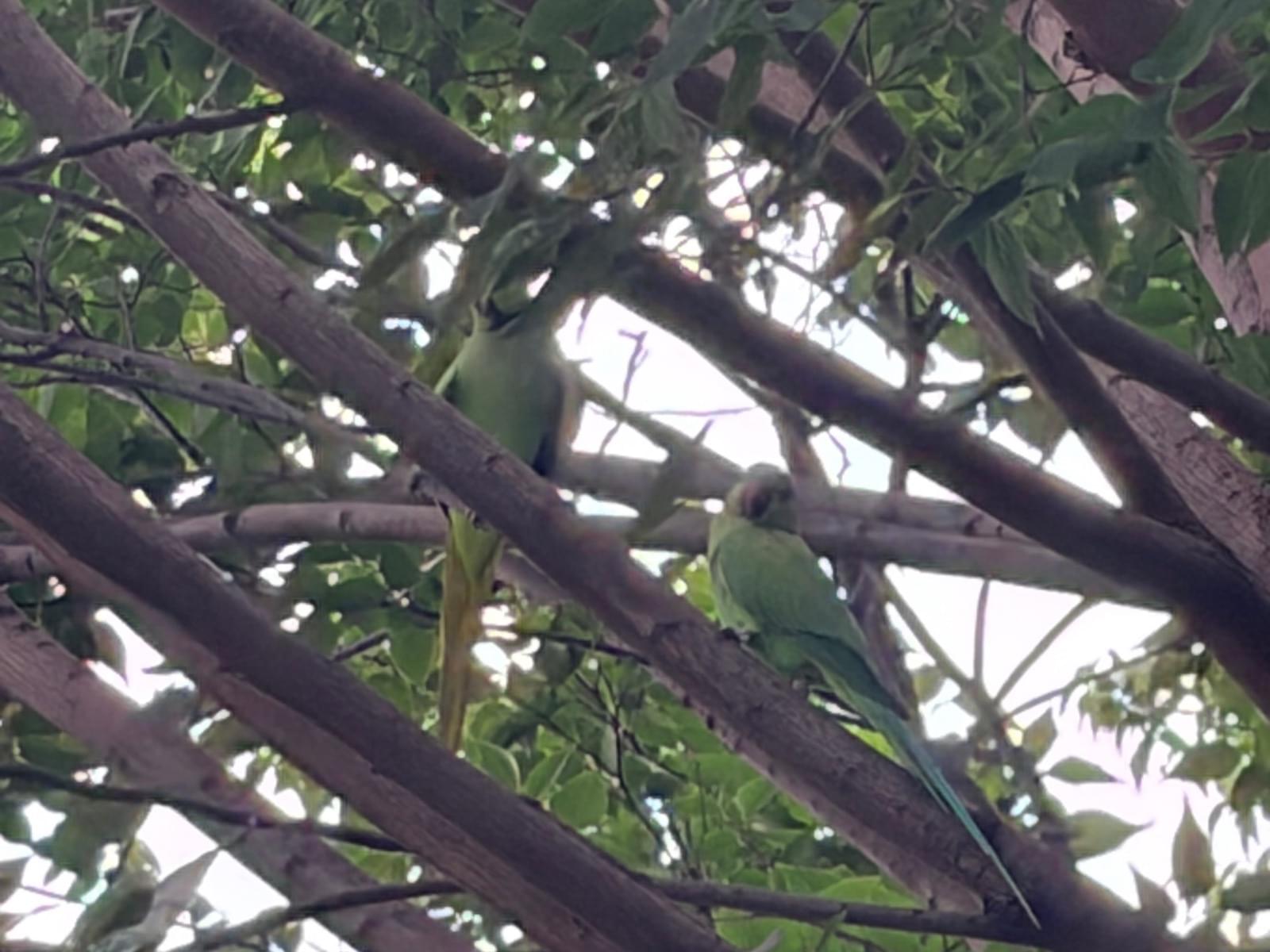 目撃された鳥