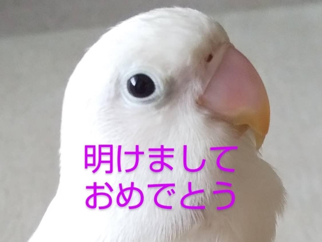 エルちゃん エルちゃん